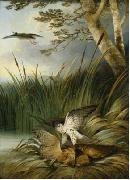 Philip Reinagle Harrier Killing a Bittern oil on canvas